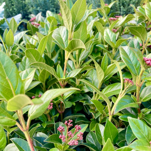 Viburnum Tinus blanc