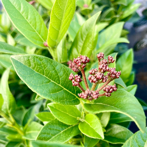 Viburnum Tinus blanc