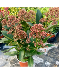 Skimmia japonica Rouge en pot de 11cm