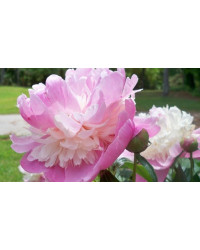 Pivoine Paeonia Lactiflora Sorbet