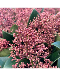 Skimmia japonica Rouge en pot de 11cm