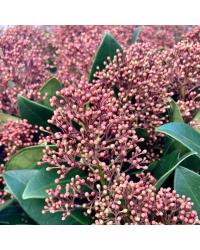 Skimmia japonica Rouge en pot de 11cm