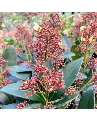 Skimmia japonica Rouge en pot de 11cm