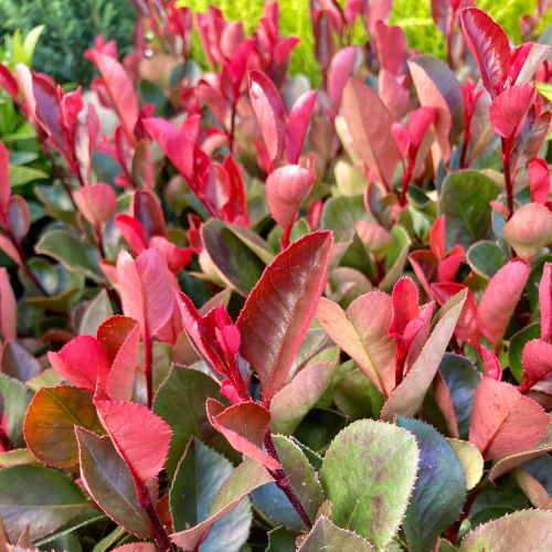 Photinia Fraseri red Robin en pot de 12cm