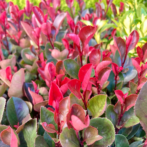 Photinia Fraseri red Robin en pot de 12cm