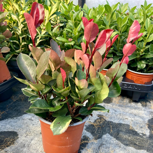 Photinia Fraseri red Robin en pot de 12cm