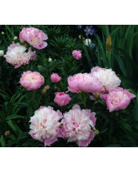 Pivoine Paeonia Lactiflora Sorbet