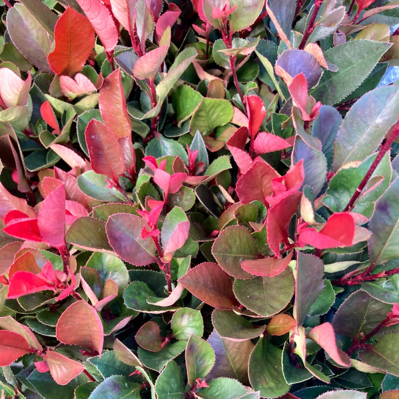 Pompa Vuoto Bistadio BACOENG 4.2CFM - 120 Lt/min, 230V, Per Refrigerazione - Foto 7