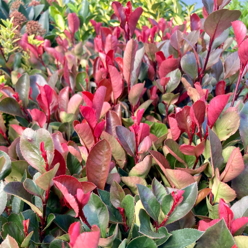 Photinia Fraseri red Robin en pot de 12cm