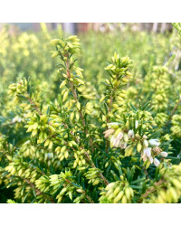 Bruyère Erica Darleyensis Blanche