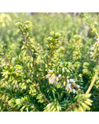 Bruyère Erica Darleyensis Blanche
