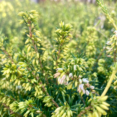 Bruyère Erica Darleyensis Blanche