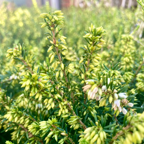 Bruyère Erica Darleyensis Blanche