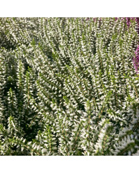 Bruyère Calluna Garden Girls Blanche