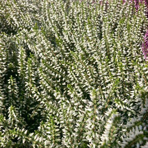 Bruyère Calluna Garden Girls Blanche