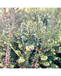 Bruyère Erica Darleyensis rose