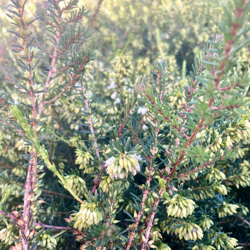 Bruyère Erica Darleyensis rose