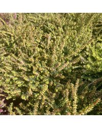 Bruyère Erica Darleyensis rose