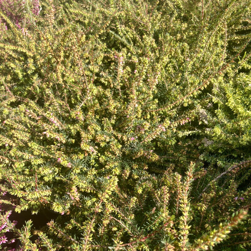 Bruyère Erica Darleyensis rose