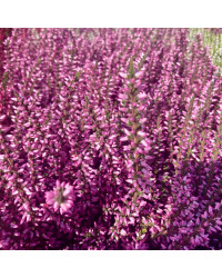 Bruyère Calluna Garden Girls rose