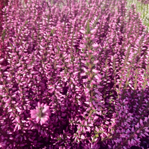 Bruyère Calluna Garden Girls rose