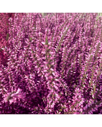 Bruyère Calluna Garden Girls rose