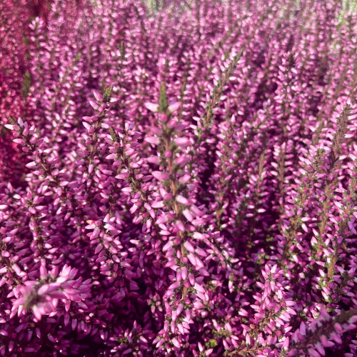 Bruyère Calluna Garden Girls rose