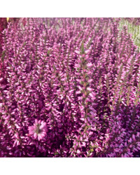 Bruyère Calluna Garden Girls rose
