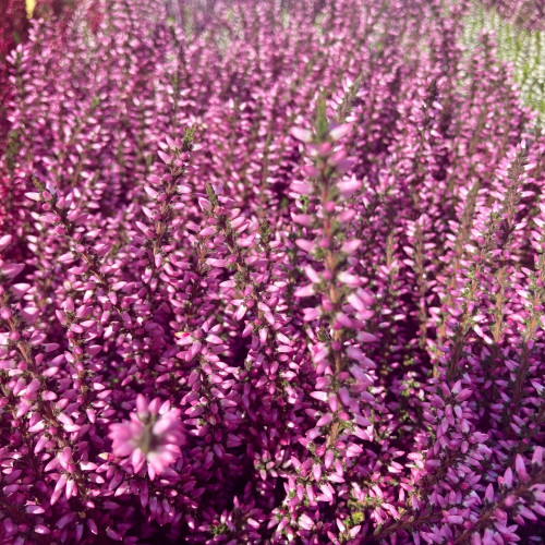 Bruyère Calluna Garden Girls rose