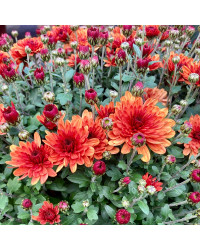 Pomponnette Chrysanthème Orange