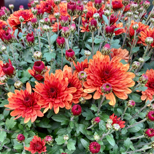 Pomponnette Chrysanthème Orange