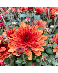 Pomponnette Chrysanthème Orange