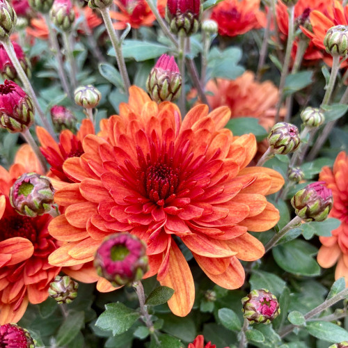 Pomponnette Chrysanthème Orange