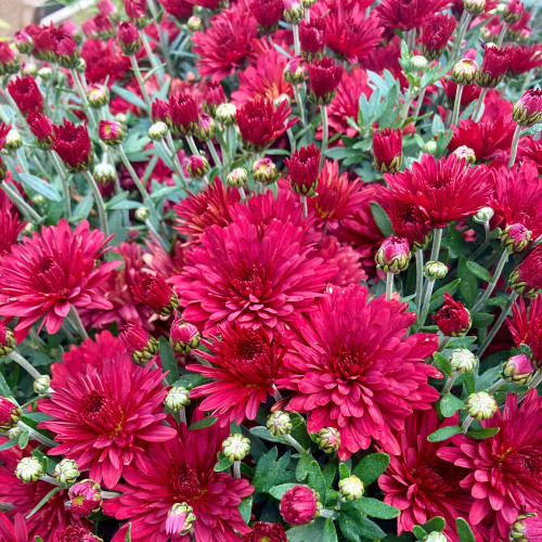 Pomponnette Chrysanthème Rouge