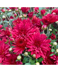 Pomponnette Chrysanthème Rouge