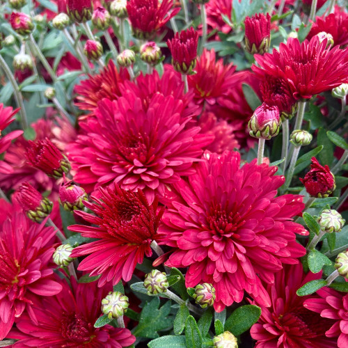 Pomponnette Chrysanthème Rouge