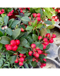 Gaultheria