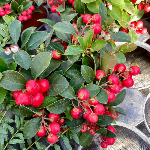 Gaultheria