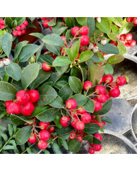 Gaultheria