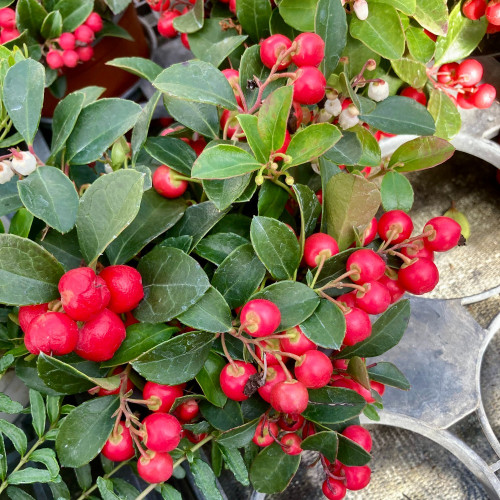 Gaultheria