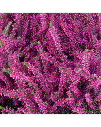 Bruyère Calluna Garden Girls