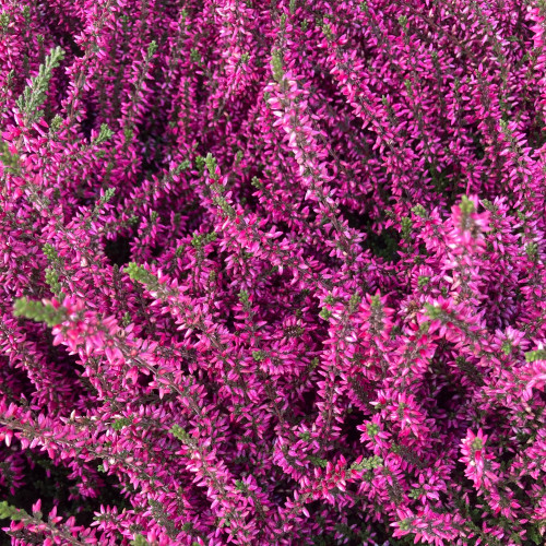 Bruyère Calluna Garden Girls