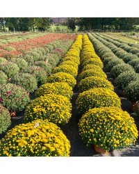Pomponnette Chrysanthème Jaune