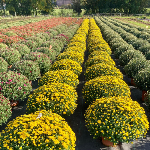 Pomponnette Chrysanthème Jaune