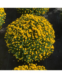 Pomponnette Chrysanthème Jaune