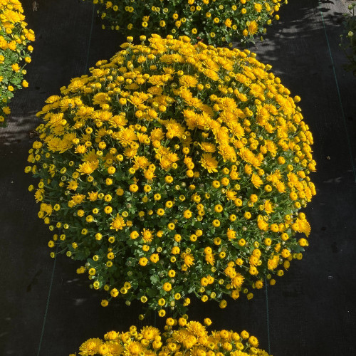 Pomponnette Chrysanthème Jaune