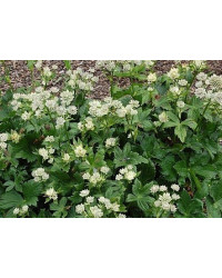 Astrantie Astrantia Major Star Of Billion