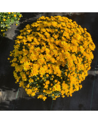 Pomponnette Chrysanthème Jaune