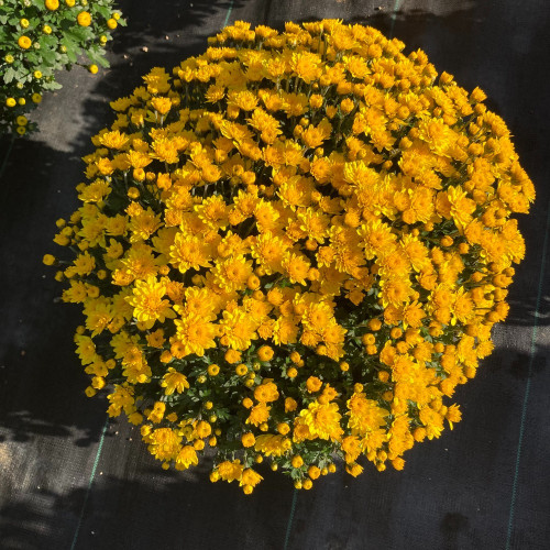 Pomponnette Chrysanthème Jaune