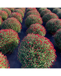 Pomponnette Chrysanthème Rouge